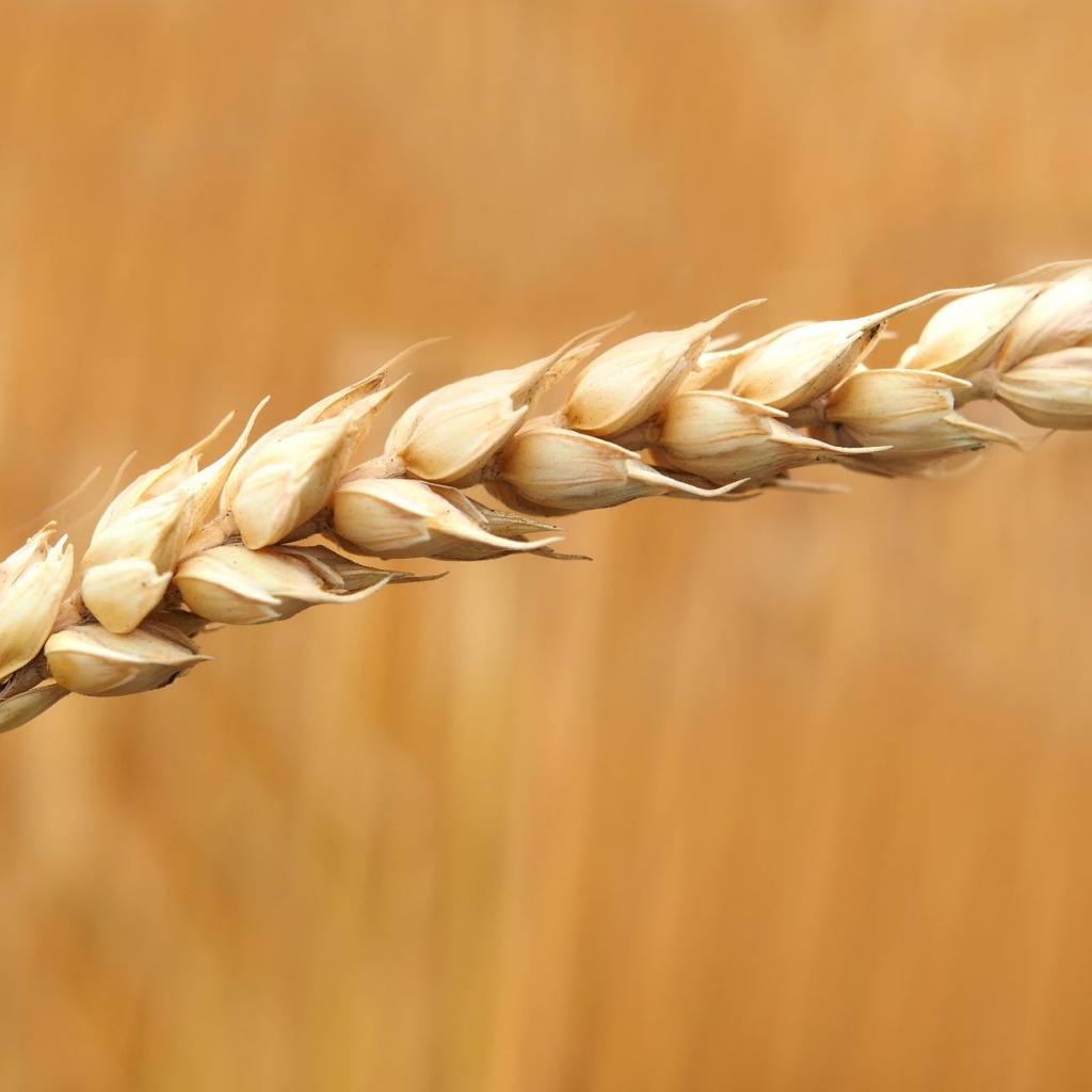 wheat grains closeup photography